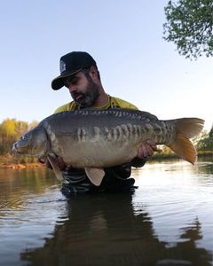 Mirror Carp