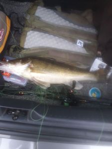 Zander