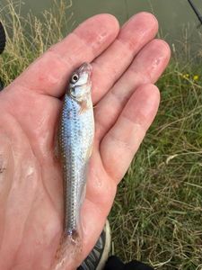 Gudgeon