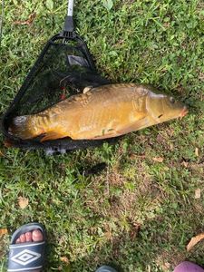 Leather Carp
