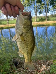 Smallmouth Bass