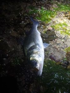 European Bass (Seabass)