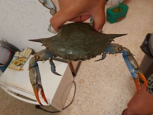 Common Shore Crab (Green Crab)