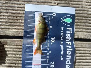 European Perch