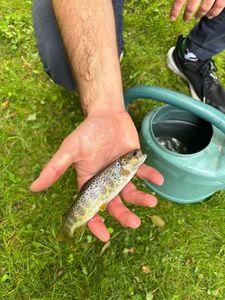 Brown Trout