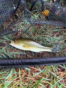 Smallmouth Bass