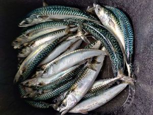 Mackerel