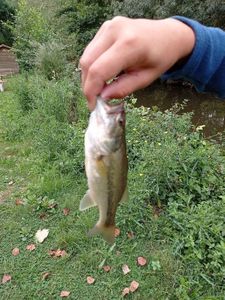 Largemouth Bass