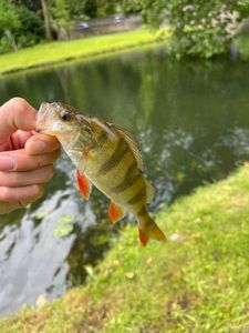 European Perch