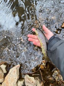Brown Trout