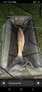 Grass Carp