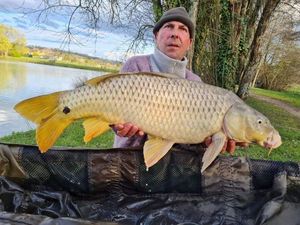 Common Carp