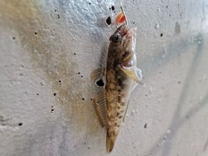 Round Goby