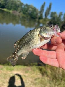 Largemouth Bass