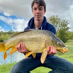 Common Carp