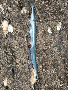 Garfish