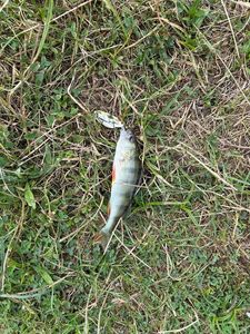 European Perch