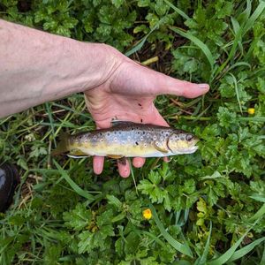Brown Trout