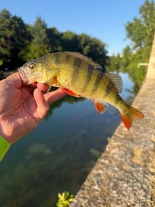 European Perch