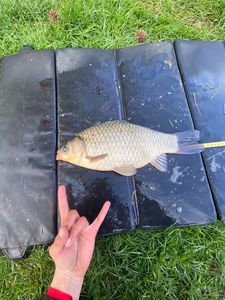 Crucian Carp