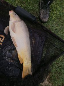 Mirror Carp