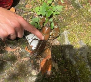 Spinycheek Crayfish