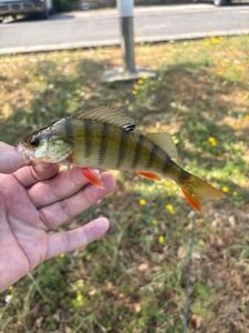 European Perch