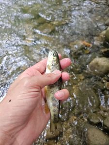 Brown Trout