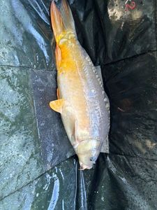 Leather Carp