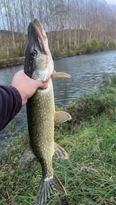 Northern Pike