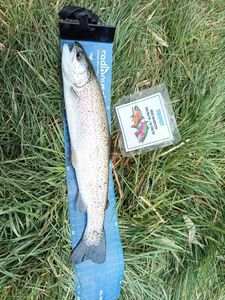Rainbow Trout