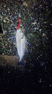 European Bass (Seabass)