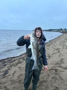 Striped bass
