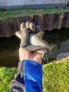 Roach