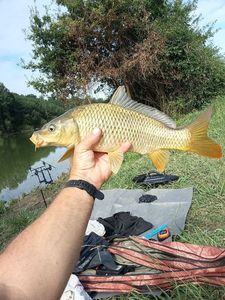 Common Carp
