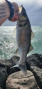 European Bass (Seabass)