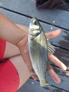 European Bass (Seabass)