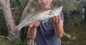 Zander