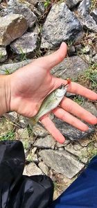 Largemouth Bass