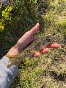 Brown Trout