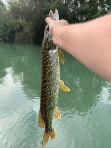 Northern Pike