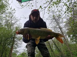 Common Carp