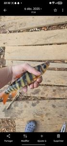 Poisson vache