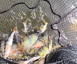 European Perch