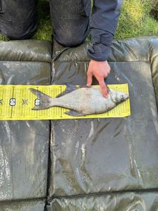 White bream