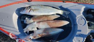 European Bass (Seabass)