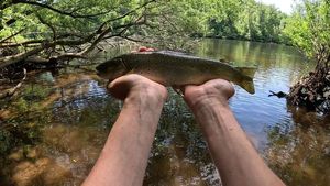 Brown Trout