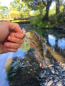 European Perch