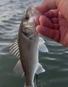 European Bass (Seabass)