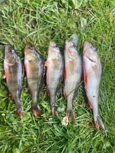 European Perch
